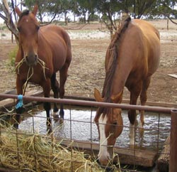 Rusty & Zarley soaking & nibbling