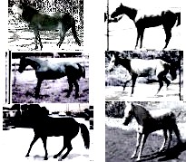Horses/ponies in "Founder stance" 